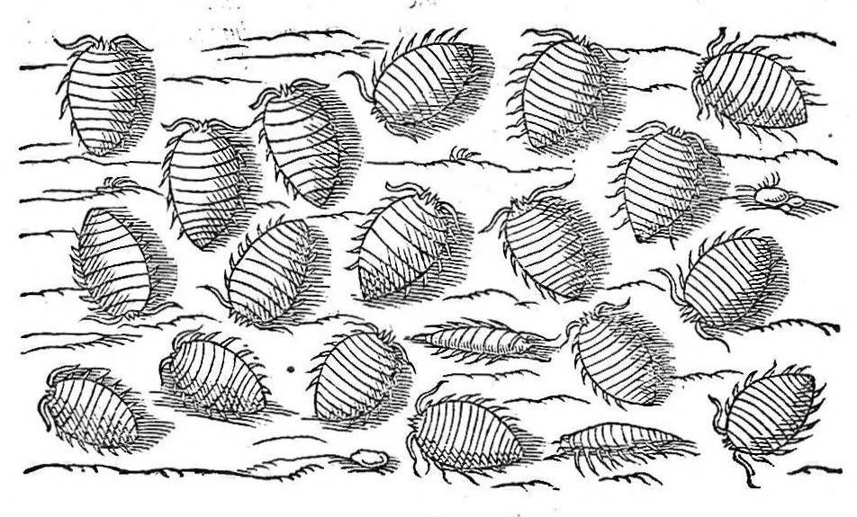 An illustration from Petri Andreae Matthioli,... Opera quae extant omnia, hoc est Commentarii in VI libros Pedacii Dioscoridis Anazarbei de medica materia, adjectis in margine variis graeci textus lectionibus... qui Dioscoridis depravatam lectionem restituunt, nunc a Casparo Bacchino,... post diversarum editionum collationem infinitis locis aucti, synonymiis quoque plantarum et notis illustrati ; adjectis plantarum iconibus... de ratione distillandi aquas ex omnibus plantis... Item, apologia in Amatum Lusitanum, cum censura in ejusdem enarrationes [necnon praefatione Francisci Parthini Roboretani]. Epistolarum medicinalium libri quinque ; Dialogus de morbo gallico..., 1598, leaf 397