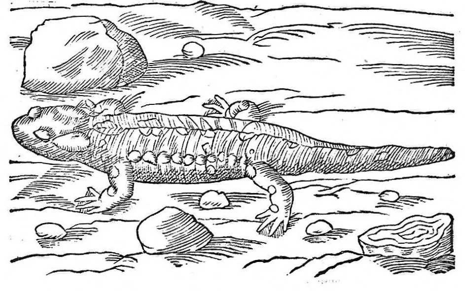 An illustration from Petri Andreae Matthioli,... Opera quae extant omnia, hoc est Commentarii in VI libros Pedacii Dioscoridis Anazarbei de medica materia, adjectis in margine variis graeci textus lectionibus... qui Dioscoridis depravatam lectionem restituunt, nunc a Casparo Bacchino,... post diversarum editionum collationem infinitis locis aucti, synonymiis quoque plantarum et notis illustrati ; adjectis plantarum iconibus... de ratione distillandi aquas ex omnibus plantis... Item, apologia in Amatum Lusitanum, cum censura in ejusdem enarrationes [necnon praefatione Francisci Parthini Roboretani]. Epistolarum medicinalium libri quinque ; Dialogus de morbo gallico..., 1598, leaf 412