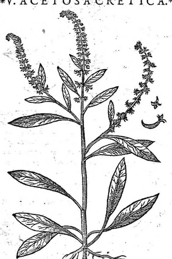 An illustration from Petri Andreae Matthioli,... Opera quae extant omnia, hoc est Commentarii in VI libros Pedacii Dioscoridis Anazarbei de medica materia, adjectis in margine variis graeci textus lectionibus... qui Dioscoridis depravatam lectionem restituunt, nunc a Casparo Bacchino,... post diversarum editionum collationem infinitis locis aucti, synonymiis quoque plantarum et notis illustrati ; adjectis plantarum iconibus... de ratione distillandi aquas ex omnibus plantis... Item, apologia in Amatum Lusitanum, cum censura in ejusdem enarrationes [necnon praefatione Francisci Parthini Roboretani]. Epistolarum medicinalium libri quinque ; Dialogus de morbo gallico..., 1598, leaf 475