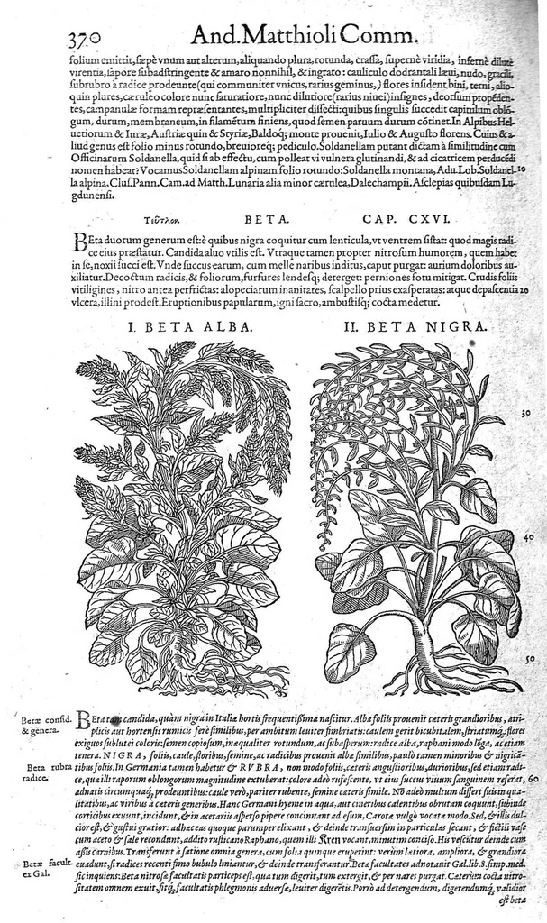 An illustration from Petri Andreae Matthioli,... Opera quae extant omnia, hoc est Commentarii in VI libros Pedacii Dioscoridis Anazarbei de medica materia, adjectis in margine variis graeci textus lectionibus... qui Dioscoridis depravatam lectionem restituunt, nunc a Casparo Bacchino,... post diversarum editionum collationem infinitis locis aucti, synonymiis quoque plantarum et notis illustrati ; adjectis plantarum iconibus... de ratione distillandi aquas ex omnibus plantis... Item, apologia in Amatum Lusitanum, cum censura in ejusdem enarrationes [necnon praefatione Francisci Parthini Roboretani]. Epistolarum medicinalium libri quinque ; Dialogus de morbo gallico..., 1598, leaf 490
