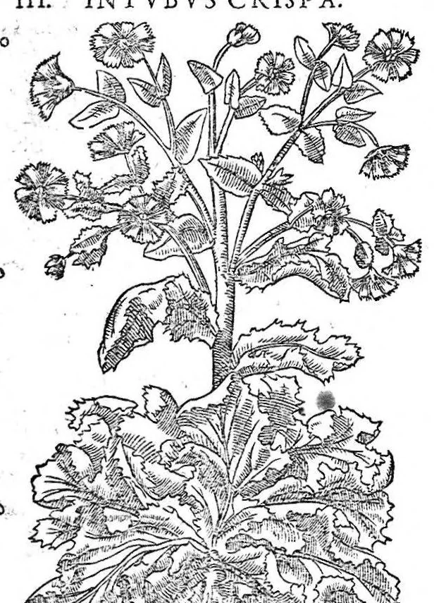 An illustration from Petri Andreae Matthioli,... Opera quae extant omnia, hoc est Commentarii in VI libros Pedacii Dioscoridis Anazarbei de medica materia, adjectis in margine variis graeci textus lectionibus... qui Dioscoridis depravatam lectionem restituunt, nunc a Casparo Bacchino,... post diversarum editionum collationem infinitis locis aucti, synonymiis quoque plantarum et notis illustrati ; adjectis plantarum iconibus... de ratione distillandi aquas ex omnibus plantis... Item, apologia in Amatum Lusitanum, cum censura in ejusdem enarrationes [necnon praefatione Francisci Parthini Roboretani]. Epistolarum medicinalium libri quinque ; Dialogus de morbo gallico..., 1598, leaf 507