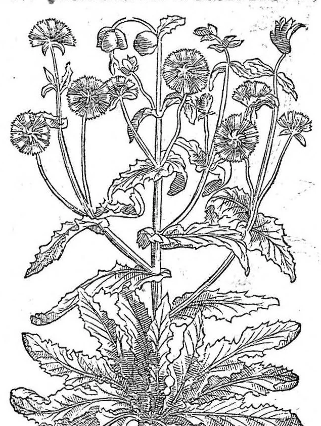An illustration from Petri Andreae Matthioli,... Opera quae extant omnia, hoc est Commentarii in VI libros Pedacii Dioscoridis Anazarbei de medica materia, adjectis in margine variis graeci textus lectionibus... qui Dioscoridis depravatam lectionem restituunt, nunc a Casparo Bacchino,... post diversarum editionum collationem infinitis locis aucti, synonymiis quoque plantarum et notis illustrati ; adjectis plantarum iconibus... de ratione distillandi aquas ex omnibus plantis... Item, apologia in Amatum Lusitanum, cum censura in ejusdem enarrationes [necnon praefatione Francisci Parthini Roboretani]. Epistolarum medicinalium libri quinque ; Dialogus de morbo gallico..., 1598, leaf 507