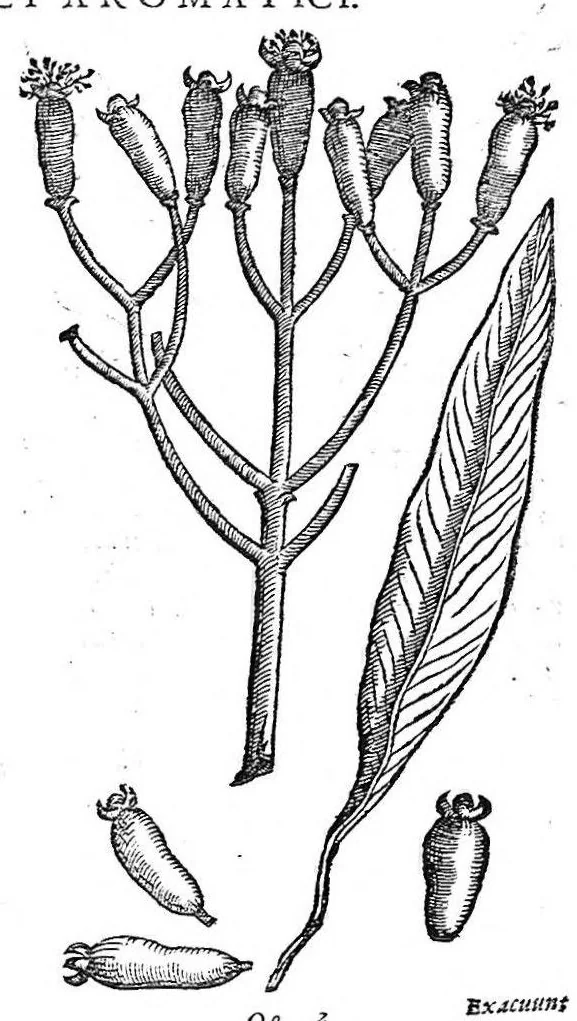 An illustration from Petri Andreae Matthioli,... Opera quae extant omnia, hoc est Commentarii in VI libros Pedacii Dioscoridis Anazarbei de medica materia, adjectis in margine variis graeci textus lectionibus... qui Dioscoridis depravatam lectionem restituunt, nunc a Casparo Bacchino,... post diversarum editionum collationem infinitis locis aucti, synonymiis quoque plantarum et notis illustrati ; adjectis plantarum iconibus... de ratione distillandi aquas ex omnibus plantis... Item, apologia in Amatum Lusitanum, cum censura in ejusdem enarrationes [necnon praefatione Francisci Parthini Roboretani]. Epistolarum medicinalium libri quinque ; Dialogus de morbo gallico..., 1598, leaf 555