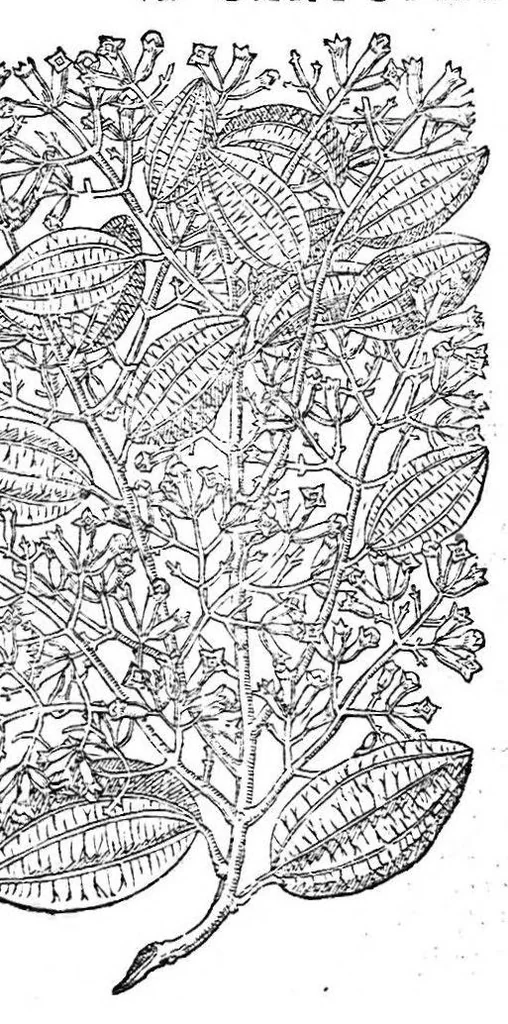 An illustration from Petri Andreae Matthioli,... Opera quae extant omnia, hoc est Commentarii in VI libros Pedacii Dioscoridis Anazarbei de medica materia, adjectis in margine variis graeci textus lectionibus... qui Dioscoridis depravatam lectionem restituunt, nunc a Casparo Bacchino,... post diversarum editionum collationem infinitis locis aucti, synonymiis quoque plantarum et notis illustrati ; adjectis plantarum iconibus... de ratione distillandi aquas ex omnibus plantis... Item, apologia in Amatum Lusitanum, cum censura in ejusdem enarrationes [necnon praefatione Francisci Parthini Roboretani]. Epistolarum medicinalium libri quinque ; Dialogus de morbo gallico..., 1598, leaf 555