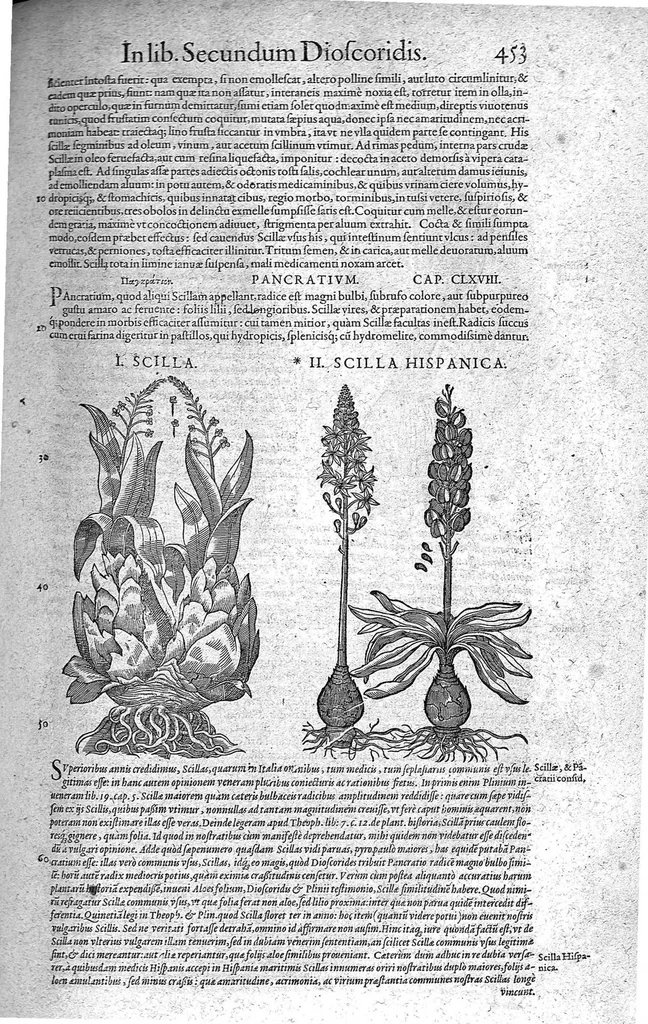 An illustration from Petri Andreae Matthioli,... Opera quae extant omnia, hoc est Commentarii in VI libros Pedacii Dioscoridis Anazarbei de medica materia, adjectis in margine variis graeci textus lectionibus... qui Dioscoridis depravatam lectionem restituunt, nunc a Casparo Bacchino,... post diversarum editionum collationem infinitis locis aucti, synonymiis quoque plantarum et notis illustrati ; adjectis plantarum iconibus... de ratione distillandi aquas ex omnibus plantis... Item, apologia in Amatum Lusitanum, cum censura in ejusdem enarrationes [necnon praefatione Francisci Parthini Roboretani]. Epistolarum medicinalium libri quinque ; Dialogus de morbo gallico..., 1598, leaf 573
