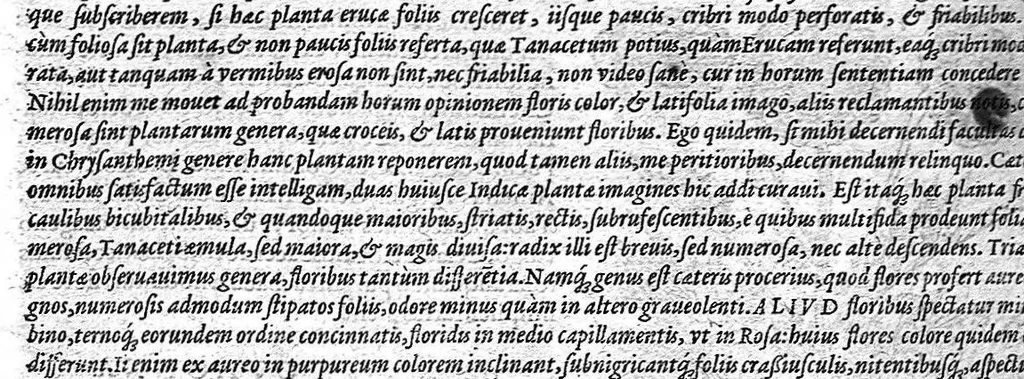 An illustration from Petri Andreae Matthioli,... Opera quae extant omnia, hoc est Commentarii in VI libros Pedacii Dioscoridis Anazarbei de medica materia, adjectis in margine variis graeci textus lectionibus... qui Dioscoridis depravatam lectionem restituunt, nunc a Casparo Bacchino,... post diversarum editionum collationem infinitis locis aucti, synonymiis quoque plantarum et notis illustrati ; adjectis plantarum iconibus... de ratione distillandi aquas ex omnibus plantis... Item, apologia in Amatum Lusitanum, cum censura in ejusdem enarrationes [necnon praefatione Francisci Parthini Roboretani]. Epistolarum medicinalium libri quinque ; Dialogus de morbo gallico..., 1598, leaf 590
