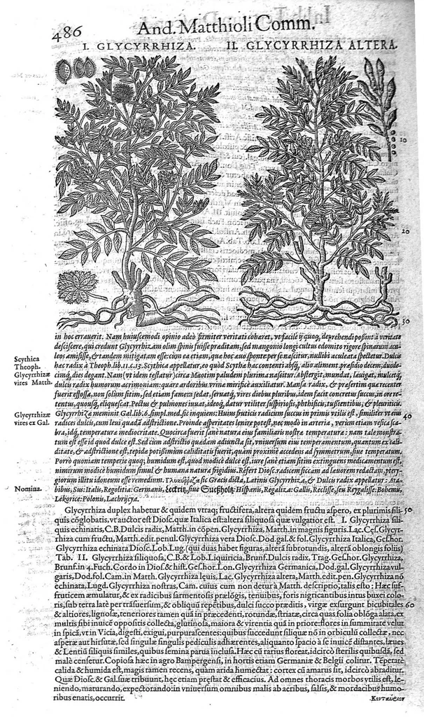 An illustration from Petri Andreae Matthioli,... Opera quae extant omnia, hoc est Commentarii in VI libros Pedacii Dioscoridis Anazarbei de medica materia, adjectis in margine variis graeci textus lectionibus... qui Dioscoridis depravatam lectionem restituunt, nunc a Casparo Bacchino,... post diversarum editionum collationem infinitis locis aucti, synonymiis quoque plantarum et notis illustrati ; adjectis plantarum iconibus... de ratione distillandi aquas ex omnibus plantis... Item, apologia in Amatum Lusitanum, cum censura in ejusdem enarrationes [necnon praefatione Francisci Parthini Roboretani]. Epistolarum medicinalium libri quinque ; Dialogus de morbo gallico..., 1598, leaf 606