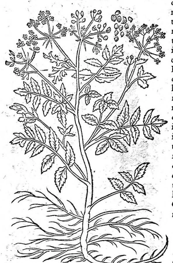 An illustration from Petri Andreae Matthioli,... Opera quae extant omnia, hoc est Commentarii in VI libros Pedacii Dioscoridis Anazarbei de medica materia, adjectis in margine variis graeci textus lectionibus... qui Dioscoridis depravatam lectionem restituunt, nunc a Casparo Bacchino,... post diversarum editionum collationem infinitis locis aucti, synonymiis quoque plantarum et notis illustrati ; adjectis plantarum iconibus... de ratione distillandi aquas ex omnibus plantis... Item, apologia in Amatum Lusitanum, cum censura in ejusdem enarrationes [necnon praefatione Francisci Parthini Roboretani]. Epistolarum medicinalium libri quinque ; Dialogus de morbo gallico..., 1598, leaf 672