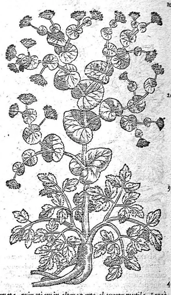 An illustration from Petri Andreae Matthioli,... Opera quae extant omnia, hoc est Commentarii in VI libros Pedacii Dioscoridis Anazarbei de medica materia, adjectis in margine variis graeci textus lectionibus... qui Dioscoridis depravatam lectionem restituunt, nunc a Casparo Bacchino,... post diversarum editionum collationem infinitis locis aucti, synonymiis quoque plantarum et notis illustrati ; adjectis plantarum iconibus... de ratione distillandi aquas ex omnibus plantis... Item, apologia in Amatum Lusitanum, cum censura in ejusdem enarrationes [necnon praefatione Francisci Parthini Roboretani]. Epistolarum medicinalium libri quinque ; Dialogus de morbo gallico..., 1598, leaf 686