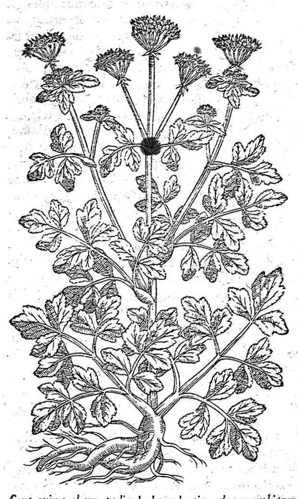 An illustration from Petri Andreae Matthioli,... Opera quae extant omnia, hoc est Commentarii in VI libros Pedacii Dioscoridis Anazarbei de medica materia, adjectis in margine variis graeci textus lectionibus... qui Dioscoridis depravatam lectionem restituunt, nunc a Casparo Bacchino,... post diversarum editionum collationem infinitis locis aucti, synonymiis quoque plantarum et notis illustrati ; adjectis plantarum iconibus... de ratione distillandi aquas ex omnibus plantis... Item, apologia in Amatum Lusitanum, cum censura in ejusdem enarrationes [necnon praefatione Francisci Parthini Roboretani]. Epistolarum medicinalium libri quinque ; Dialogus de morbo gallico..., 1598, leaf 686