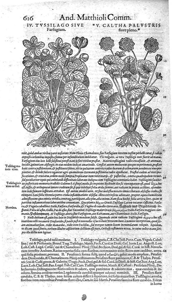 An illustration from Petri Andreae Matthioli,... Opera quae extant omnia, hoc est Commentarii in VI libros Pedacii Dioscoridis Anazarbei de medica materia, adjectis in margine variis graeci textus lectionibus... qui Dioscoridis depravatam lectionem restituunt, nunc a Casparo Bacchino,... post diversarum editionum collationem infinitis locis aucti, synonymiis quoque plantarum et notis illustrati ; adjectis plantarum iconibus... de ratione distillandi aquas ex omnibus plantis... Item, apologia in Amatum Lusitanum, cum censura in ejusdem enarrationes [necnon praefatione Francisci Parthini Roboretani]. Epistolarum medicinalium libri quinque ; Dialogus de morbo gallico..., 1598, leaf 736