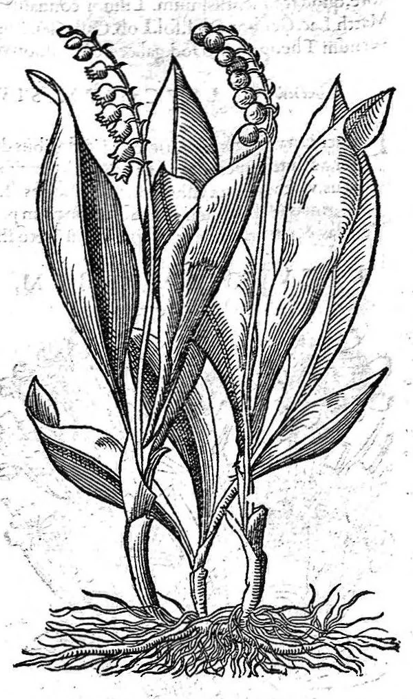 An illustration from Petri Andreae Matthioli,... Opera quae extant omnia, hoc est Commentarii in VI libros Pedacii Dioscoridis Anazarbei de medica materia, adjectis in margine variis graeci textus lectionibus... qui Dioscoridis depravatam lectionem restituunt, nunc a Casparo Bacchino,... post diversarum editionum collationem infinitis locis aucti, synonymiis quoque plantarum et notis illustrati ; adjectis plantarum iconibus... de ratione distillandi aquas ex omnibus plantis... Item, apologia in Amatum Lusitanum, cum censura in ejusdem enarrationes [necnon praefatione Francisci Parthini Roboretani]. Epistolarum medicinalium libri quinque ; Dialogus de morbo gallico..., 1598, leaf 751