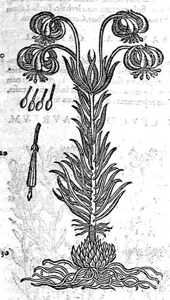 An illustration from Petri Andreae Matthioli,... Opera quae extant omnia, hoc est Commentarii in VI libros Pedacii Dioscoridis Anazarbei de medica materia, adjectis in margine variis graeci textus lectionibus... qui Dioscoridis depravatam lectionem restituunt, nunc a Casparo Bacchino,... post diversarum editionum collationem infinitis locis aucti, synonymiis quoque plantarum et notis illustrati ; adjectis plantarum iconibus... de ratione distillandi aquas ex omnibus plantis... Item, apologia in Amatum Lusitanum, cum censura in ejusdem enarrationes [necnon praefatione Francisci Parthini Roboretani]. Epistolarum medicinalium libri quinque ; Dialogus de morbo gallico..., 1598, leaf 751