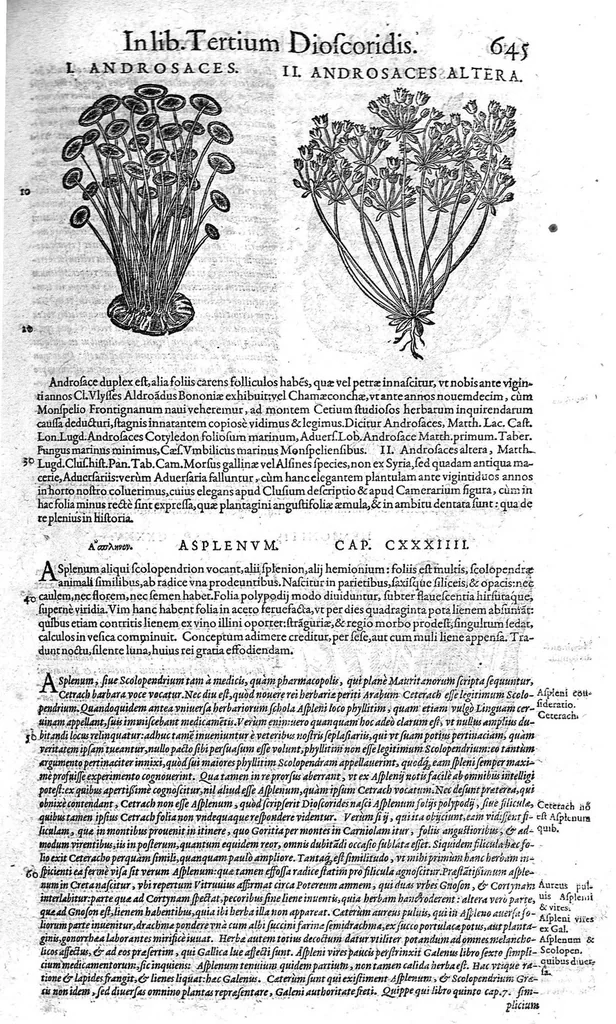 An illustration from Petri Andreae Matthioli,... Opera quae extant omnia, hoc est Commentarii in VI libros Pedacii Dioscoridis Anazarbei de medica materia, adjectis in margine variis graeci textus lectionibus... qui Dioscoridis depravatam lectionem restituunt, nunc a Casparo Bacchino,... post diversarum editionum collationem infinitis locis aucti, synonymiis quoque plantarum et notis illustrati ; adjectis plantarum iconibus... de ratione distillandi aquas ex omnibus plantis... Item, apologia in Amatum Lusitanum, cum censura in ejusdem enarrationes [necnon praefatione Francisci Parthini Roboretani]. Epistolarum medicinalium libri quinque ; Dialogus de morbo gallico..., 1598, leaf 765
