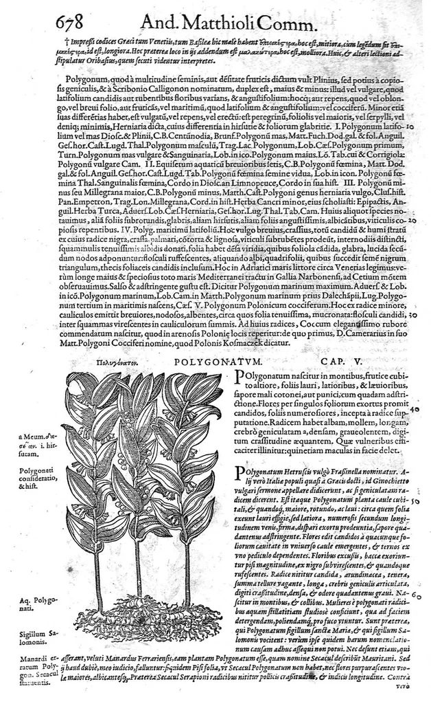 An illustration from Petri Andreae Matthioli,... Opera quae extant omnia, hoc est Commentarii in VI libros Pedacii Dioscoridis Anazarbei de medica materia, adjectis in margine variis graeci textus lectionibus... qui Dioscoridis depravatam lectionem restituunt, nunc a Casparo Bacchino,... post diversarum editionum collationem infinitis locis aucti, synonymiis quoque plantarum et notis illustrati ; adjectis plantarum iconibus... de ratione distillandi aquas ex omnibus plantis... Item, apologia in Amatum Lusitanum, cum censura in ejusdem enarrationes [necnon praefatione Francisci Parthini Roboretani]. Epistolarum medicinalium libri quinque ; Dialogus de morbo gallico..., 1598, leaf 798