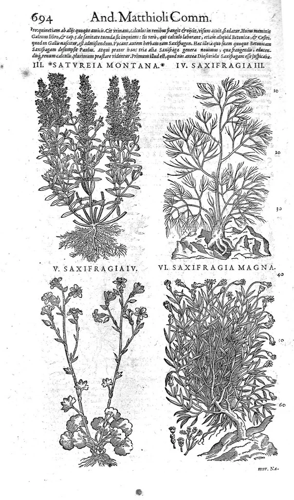 An illustration from Petri Andreae Matthioli,... Opera quae extant omnia, hoc est Commentarii in VI libros Pedacii Dioscoridis Anazarbei de medica materia, adjectis in margine variis graeci textus lectionibus... qui Dioscoridis depravatam lectionem restituunt, nunc a Casparo Bacchino,... post diversarum editionum collationem infinitis locis aucti, synonymiis quoque plantarum et notis illustrati ; adjectis plantarum iconibus... de ratione distillandi aquas ex omnibus plantis... Item, apologia in Amatum Lusitanum, cum censura in ejusdem enarrationes [necnon praefatione Francisci Parthini Roboretani]. Epistolarum medicinalium libri quinque ; Dialogus de morbo gallico..., 1598, leaf 814