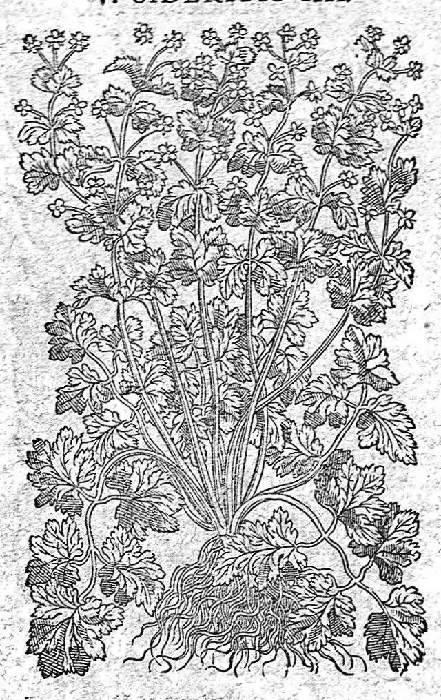 An illustration from Petri Andreae Matthioli,... Opera quae extant omnia, hoc est Commentarii in VI libros Pedacii Dioscoridis Anazarbei de medica materia, adjectis in margine variis graeci textus lectionibus... qui Dioscoridis depravatam lectionem restituunt, nunc a Casparo Bacchino,... post diversarum editionum collationem infinitis locis aucti, synonymiis quoque plantarum et notis illustrati ; adjectis plantarum iconibus... de ratione distillandi aquas ex omnibus plantis... Item, apologia in Amatum Lusitanum, cum censura in ejusdem enarrationes [necnon praefatione Francisci Parthini Roboretani]. Epistolarum medicinalium libri quinque ; Dialogus de morbo gallico..., 1598, leaf 832