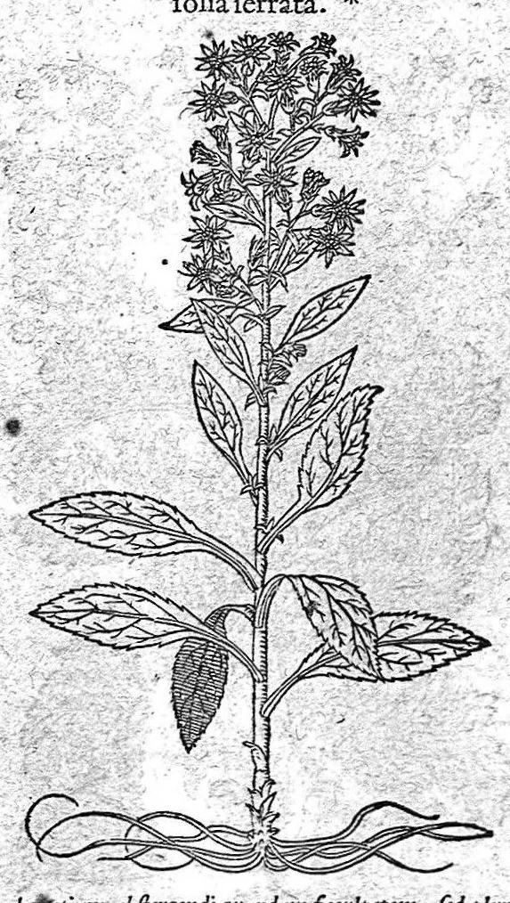 An illustration from Petri Andreae Matthioli,... Opera quae extant omnia, hoc est Commentarii in VI libros Pedacii Dioscoridis Anazarbei de medica materia, adjectis in margine variis graeci textus lectionibus... qui Dioscoridis depravatam lectionem restituunt, nunc a Casparo Bacchino,... post diversarum editionum collationem infinitis locis aucti, synonymiis quoque plantarum et notis illustrati ; adjectis plantarum iconibus... de ratione distillandi aquas ex omnibus plantis... Item, apologia in Amatum Lusitanum, cum censura in ejusdem enarrationes [necnon praefatione Francisci Parthini Roboretani]. Epistolarum medicinalium libri quinque ; Dialogus de morbo gallico..., 1598, leaf 832