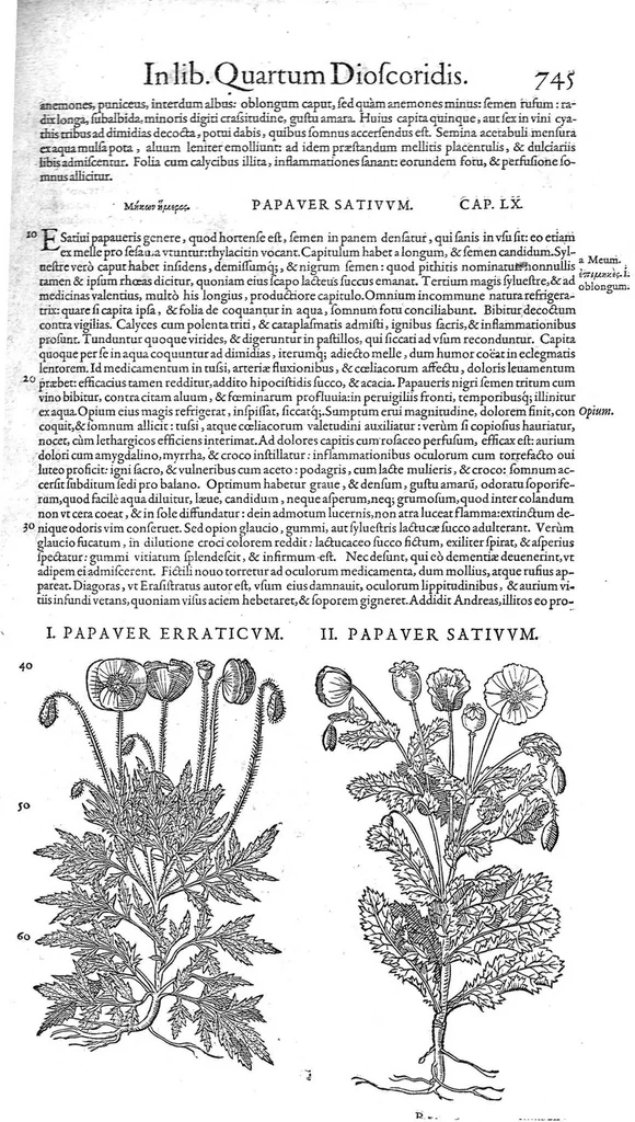 An illustration from Petri Andreae Matthioli,... Opera quae extant omnia, hoc est Commentarii in VI libros Pedacii Dioscoridis Anazarbei de medica materia, adjectis in margine variis graeci textus lectionibus... qui Dioscoridis depravatam lectionem restituunt, nunc a Casparo Bacchino,... post diversarum editionum collationem infinitis locis aucti, synonymiis quoque plantarum et notis illustrati ; adjectis plantarum iconibus... de ratione distillandi aquas ex omnibus plantis... Item, apologia in Amatum Lusitanum, cum censura in ejusdem enarrationes [necnon praefatione Francisci Parthini Roboretani]. Epistolarum medicinalium libri quinque ; Dialogus de morbo gallico..., 1598, leaf 865