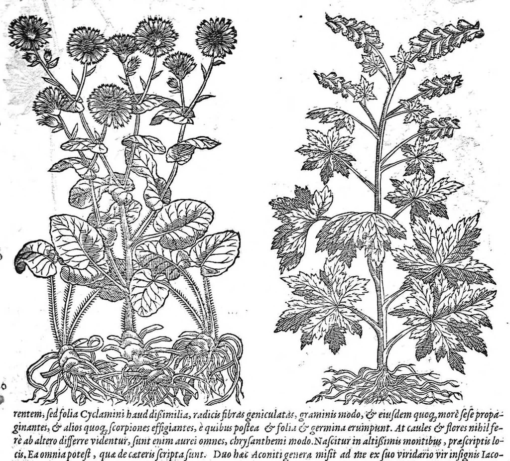 An illustration from Petri Andreae Matthioli,... Opera quae extant omnia, hoc est Commentarii in VI libros Pedacii Dioscoridis Anazarbei de medica materia, adjectis in margine variis graeci textus lectionibus... qui Dioscoridis depravatam lectionem restituunt, nunc a Casparo Bacchino,... post diversarum editionum collationem infinitis locis aucti, synonymiis quoque plantarum et notis illustrati ; adjectis plantarum iconibus... de ratione distillandi aquas ex omnibus plantis... Item, apologia in Amatum Lusitanum, cum censura in ejusdem enarrationes [necnon praefatione Francisci Parthini Roboretani]. Epistolarum medicinalium libri quinque ; Dialogus de morbo gallico..., 1598, leaf 883