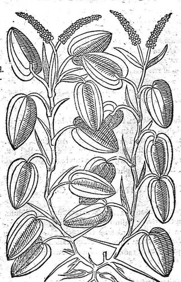 An illustration from Petri Andreae Matthioli,... Opera quae extant omnia, hoc est Commentarii in VI libros Pedacii Dioscoridis Anazarbei de medica materia, adjectis in margine variis graeci textus lectionibus... qui Dioscoridis depravatam lectionem restituunt, nunc a Casparo Bacchino,... post diversarum editionum collationem infinitis locis aucti, synonymiis quoque plantarum et notis illustrati ; adjectis plantarum iconibus... de ratione distillandi aquas ex omnibus plantis... Item, apologia in Amatum Lusitanum, cum censura in ejusdem enarrationes [necnon praefatione Francisci Parthini Roboretani]. Epistolarum medicinalium libri quinque ; Dialogus de morbo gallico..., 1598, leaf 916