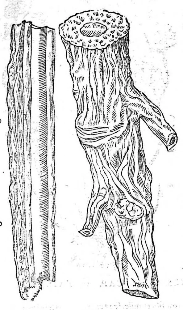 An illustration from Petri Andreae Matthioli,... Opera quae extant omnia, hoc est Commentarii in VI libros Pedacii Dioscoridis Anazarbei de medica materia, adjectis in margine variis graeci textus lectionibus... qui Dioscoridis depravatam lectionem restituunt, nunc a Casparo Bacchino,... post diversarum editionum collationem infinitis locis aucti, synonymiis quoque plantarum et notis illustrati ; adjectis plantarum iconibus... de ratione distillandi aquas ex omnibus plantis... Item, apologia in Amatum Lusitanum, cum censura in ejusdem enarrationes [necnon praefatione Francisci Parthini Roboretani]. Epistolarum medicinalium libri quinque ; Dialogus de morbo gallico..., 1598, leaf 951