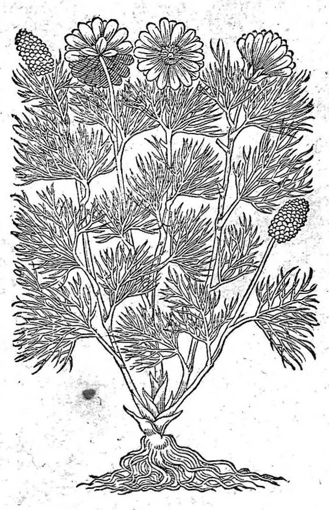 An illustration from Petri Andreae Matthioli,... Opera quae extant omnia, hoc est Commentarii in VI libros Pedacii Dioscoridis Anazarbei de medica materia, adjectis in margine variis graeci textus lectionibus... qui Dioscoridis depravatam lectionem restituunt, nunc a Casparo Bacchino,... post diversarum editionum collationem infinitis locis aucti, synonymiis quoque plantarum et notis illustrati ; adjectis plantarum iconibus... de ratione distillandi aquas ex omnibus plantis... Item, apologia in Amatum Lusitanum, cum censura in ejusdem enarrationes [necnon praefatione Francisci Parthini Roboretani]. Epistolarum medicinalium libri quinque ; Dialogus de morbo gallico..., 1598, leaf 966