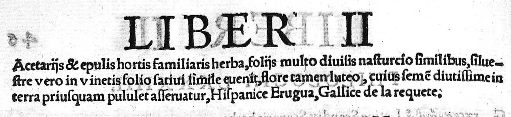 An illustration from Index Dioscoridis. En, candide lector, Historiales Dioscoridis campi, exegemataque simplicium, atque eorundem collationes cum his quae in officinis habentur... Joanne Roderico Castelli albi Lusitano auctore, 1536, leaf 101