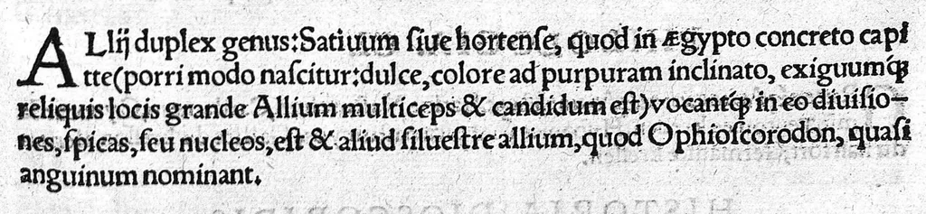 An illustration from Index Dioscoridis. En, candide lector, Historiales Dioscoridis campi, exegemataque simplicium, atque eorundem collationes cum his quae in officinis habentur... Joanne Roderico Castelli albi Lusitano auctore, 1536, leaf 104