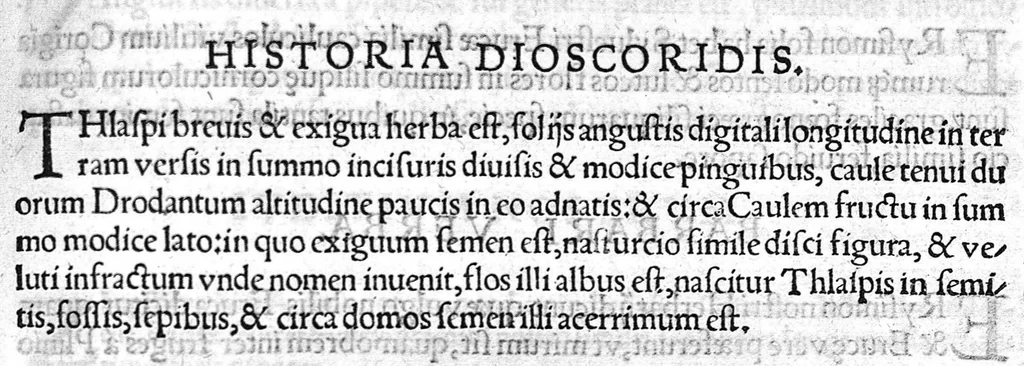 An illustration from Index Dioscoridis. En, candide lector, Historiales Dioscoridis campi, exegemataque simplicium, atque eorundem collationes cum his quae in officinis habentur... Joanne Roderico Castelli albi Lusitano auctore, 1536, leaf 106