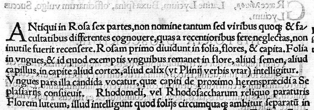 An illustration from Index Dioscoridis. En, candide lector, Historiales Dioscoridis campi, exegemataque simplicium, atque eorundem collationes cum his quae in officinis habentur... Joanne Roderico Castelli albi Lusitano auctore, 1536, leaf 60