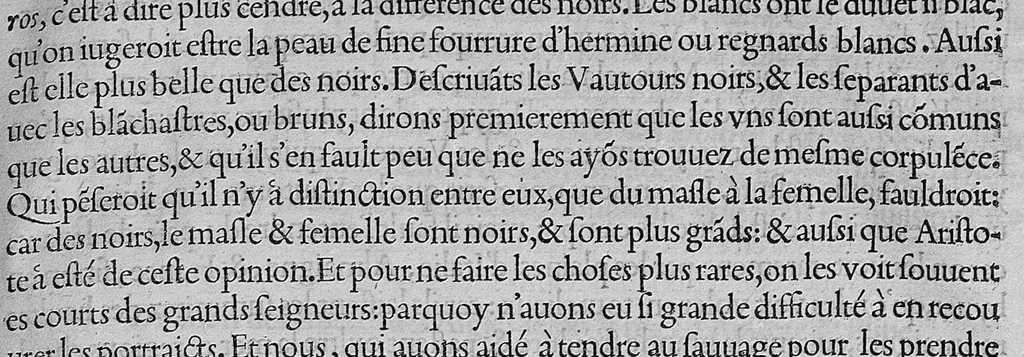 An illustration from L'histoire de la nature des oiseaux, avec leurs descriptions, et naïfs portraicts retirez du naturel, écrite en sept livres, 1555, leaf 112