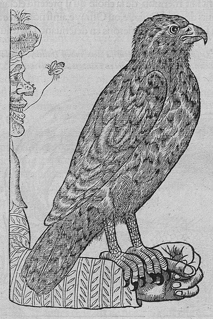An illustration from L'histoire de la nature des oiseaux, avec leurs descriptions, et naïfs portraicts retirez du naturel, écrite en sept livres, 1555, leaf 122