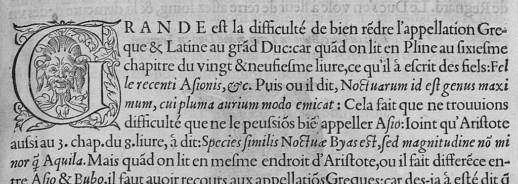 An illustration from L'histoire de la nature des oiseaux, avec leurs descriptions, et naïfs portraicts retirez du naturel, écrite en sept livres, 1555, leaf 162