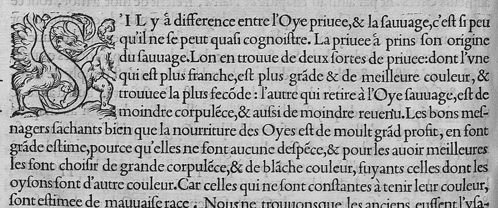 An illustration from L'histoire de la nature des oiseaux, avec leurs descriptions, et naïfs portraicts retirez du naturel, écrite en sept livres, 1555, leaf 183