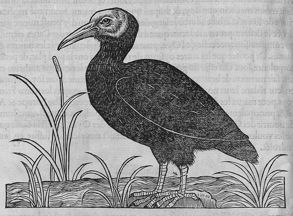 An illustration from L'histoire de la nature des oiseaux, avec leurs descriptions, et naïfs portraicts retirez du naturel, écrite en sept livres, 1555, leaf 189