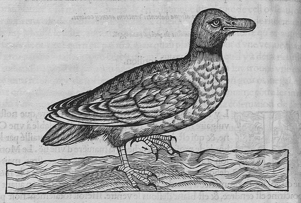 An illustration from L'histoire de la nature des oiseaux, avec leurs descriptions, et naïfs portraicts retirez du naturel, écrite en sept livres, 1555, leaf 193