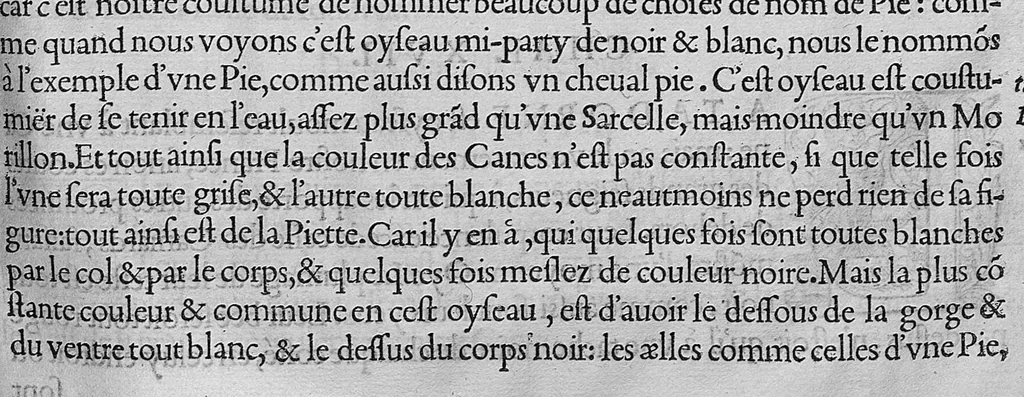 An illustration from L'histoire de la nature des oiseaux, avec leurs descriptions, et naïfs portraicts retirez du naturel, écrite en sept livres, 1555, leaf 198