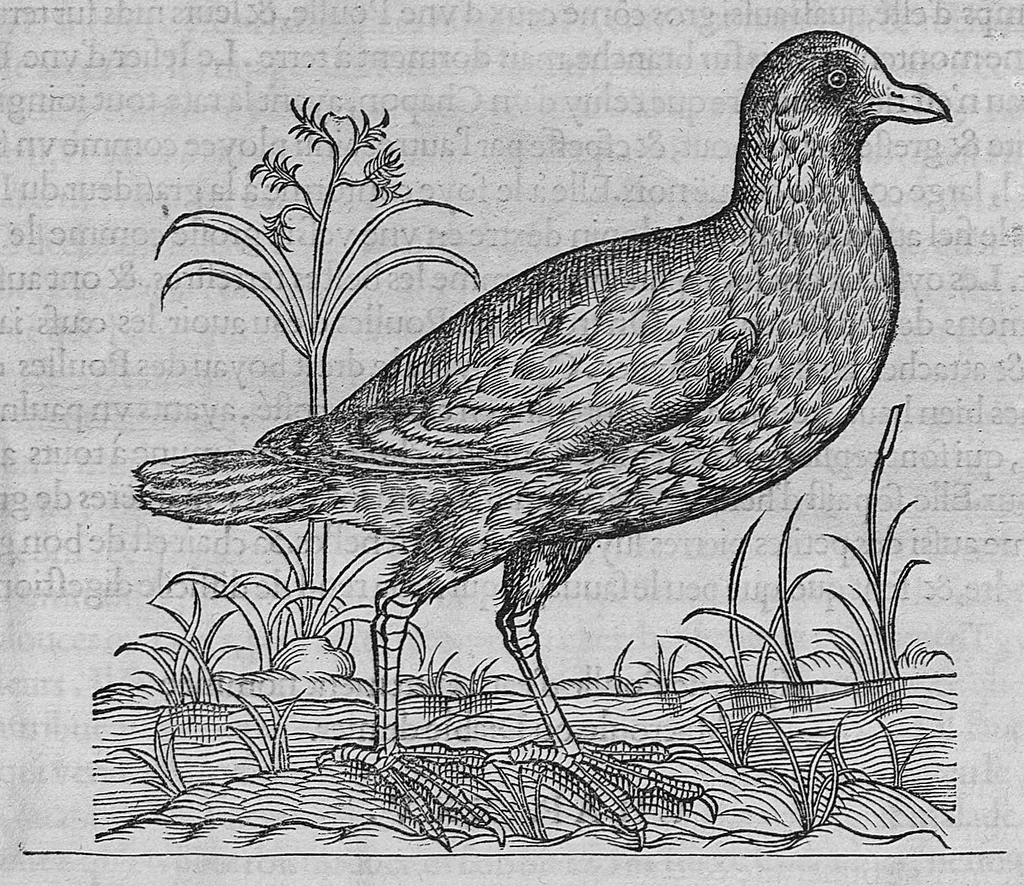 An illustration from L'histoire de la nature des oiseaux, avec leurs descriptions, et naïfs portraicts retirez du naturel, écrite en sept livres, 1555, leaf 208
