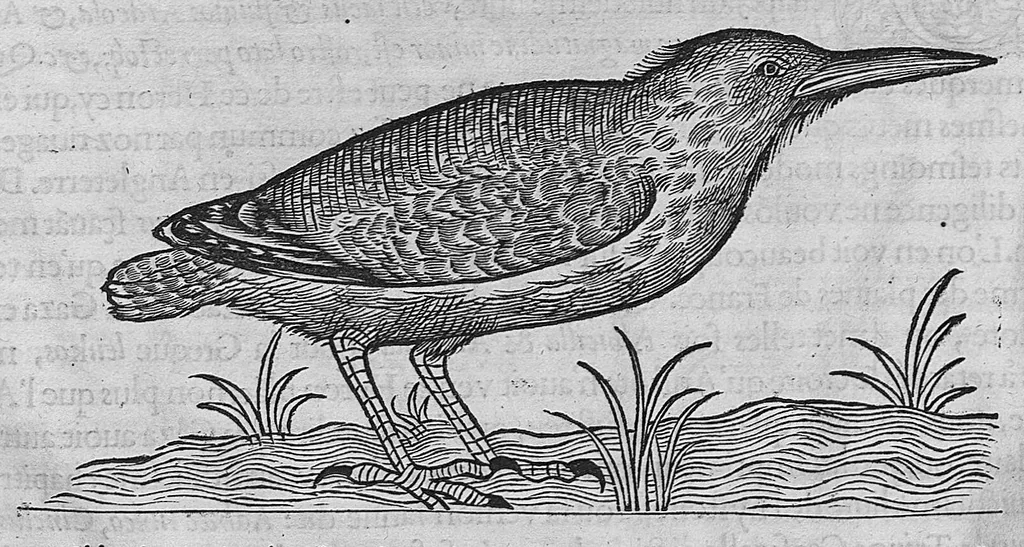An illustration from L'histoire de la nature des oiseaux, avec leurs descriptions, et naïfs portraicts retirez du naturel, écrite en sept livres, 1555, leaf 219