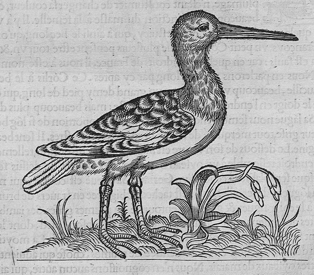 An illustration from L'histoire de la nature des oiseaux, avec leurs descriptions, et naïfs portraicts retirez du naturel, écrite en sept livres, 1555, leaf 230