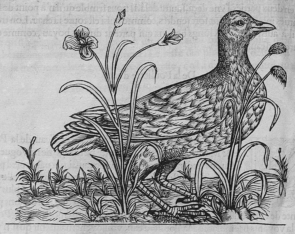 An illustration from L'histoire de la nature des oiseaux, avec leurs descriptions, et naïfs portraicts retirez du naturel, écrite en sept livres, 1555, leaf 239