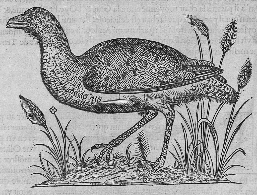 An illustration from L'histoire de la nature des oiseaux, avec leurs descriptions, et naïfs portraicts retirez du naturel, écrite en sept livres, 1555, leaf 265