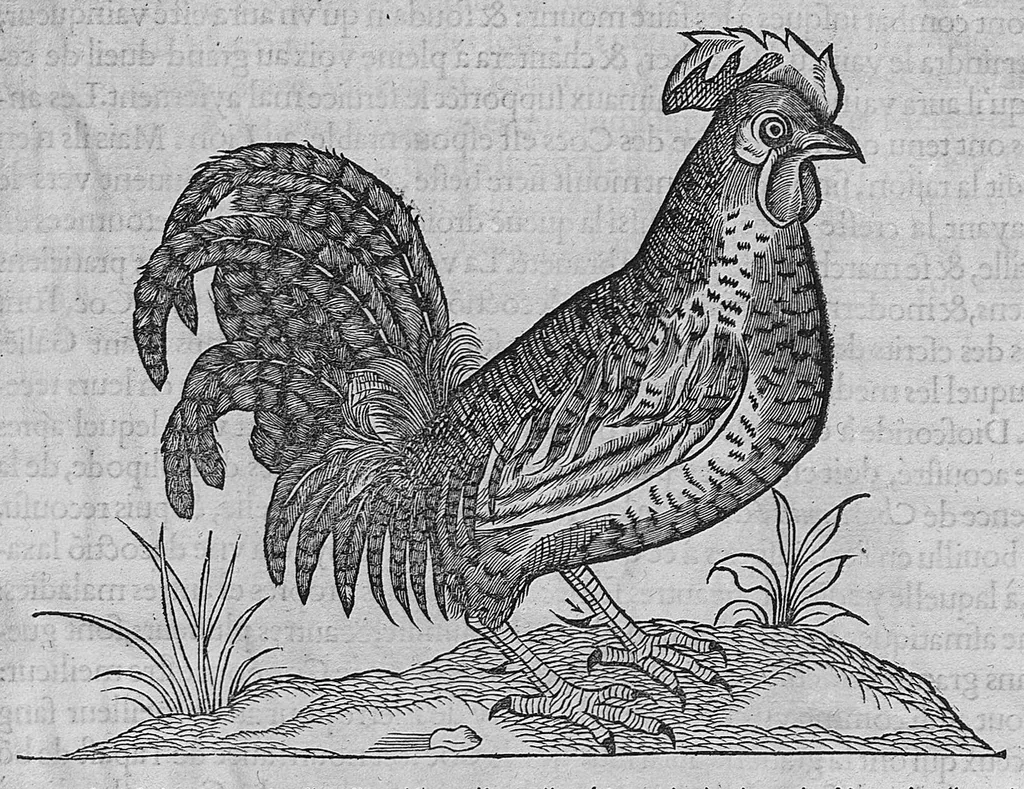 An illustration from L'histoire de la nature des oiseaux, avec leurs descriptions, et naïfs portraicts retirez du naturel, écrite en sept livres, 1555, leaf 270