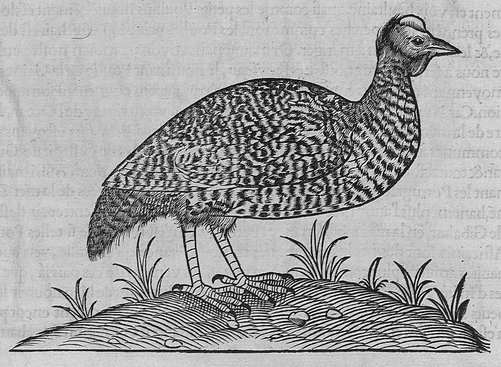 An illustration from L'histoire de la nature des oiseaux, avec leurs descriptions, et naïfs portraicts retirez du naturel, écrite en sept livres, 1555, leaf 274