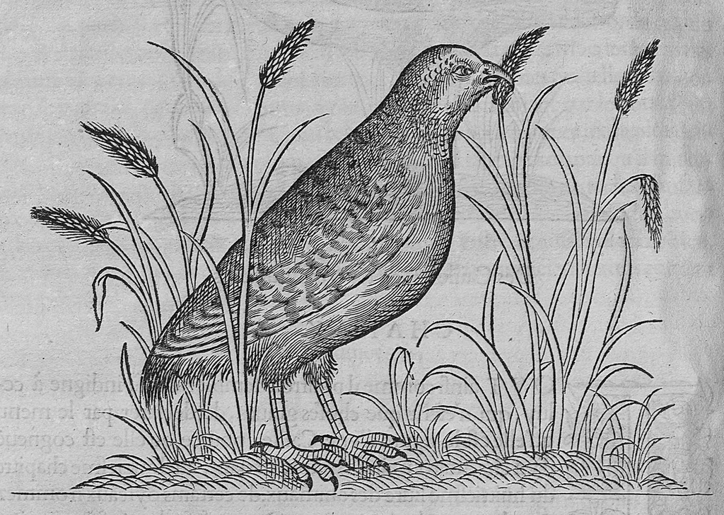 An illustration from L'histoire de la nature des oiseaux, avec leurs descriptions, et naïfs portraicts retirez du naturel, écrite en sept livres, 1555, leaf 291
