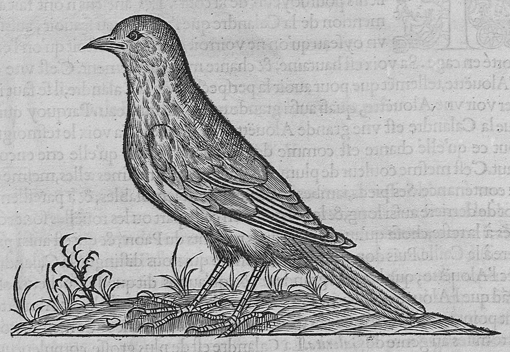 An illustration from L'histoire de la nature des oiseaux, avec leurs descriptions, et naïfs portraicts retirez du naturel, écrite en sept livres, 1555, leaf 296