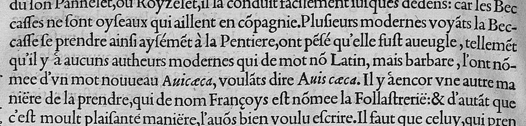 An illustration from L'histoire de la nature des oiseaux, avec leurs descriptions, et naïfs portraicts retirez du naturel, écrite en sept livres, 1555, leaf 301