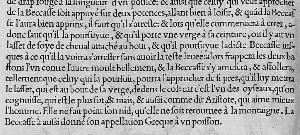 An illustration from L'histoire de la nature des oiseaux, avec leurs descriptions, et naïfs portraicts retirez du naturel, écrite en sept livres, 1555, leaf 301