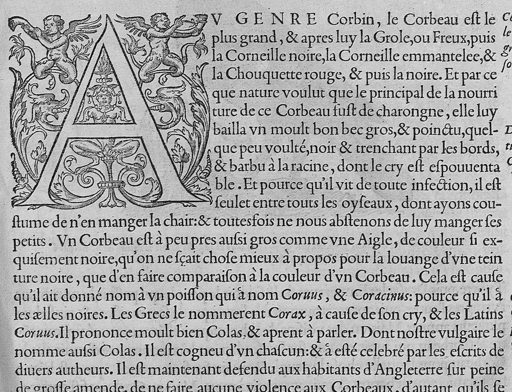 An illustration from L'histoire de la nature des oiseaux, avec leurs descriptions, et naïfs portraicts retirez du naturel, écrite en sept livres, 1555, leaf 306